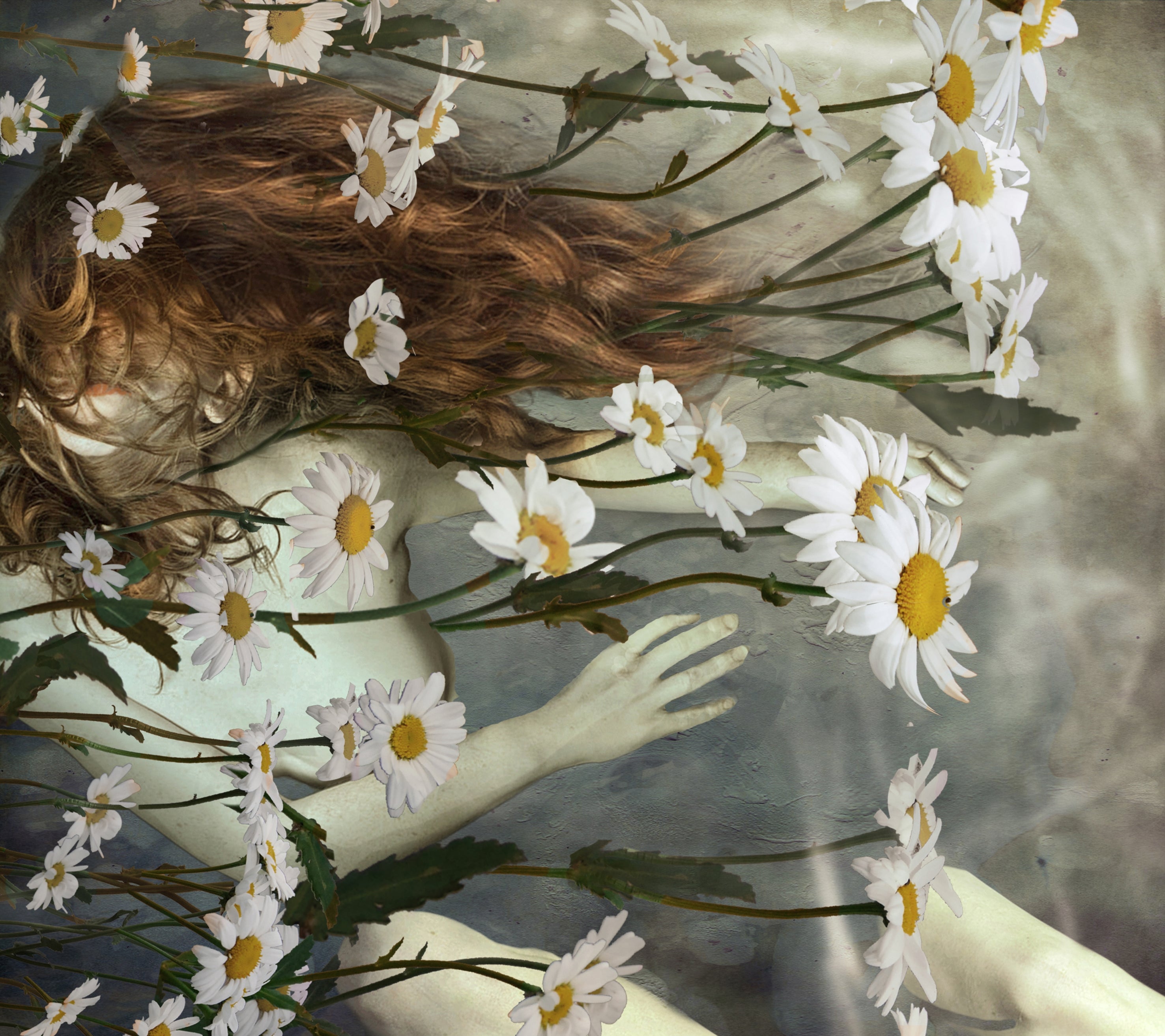 Camomile