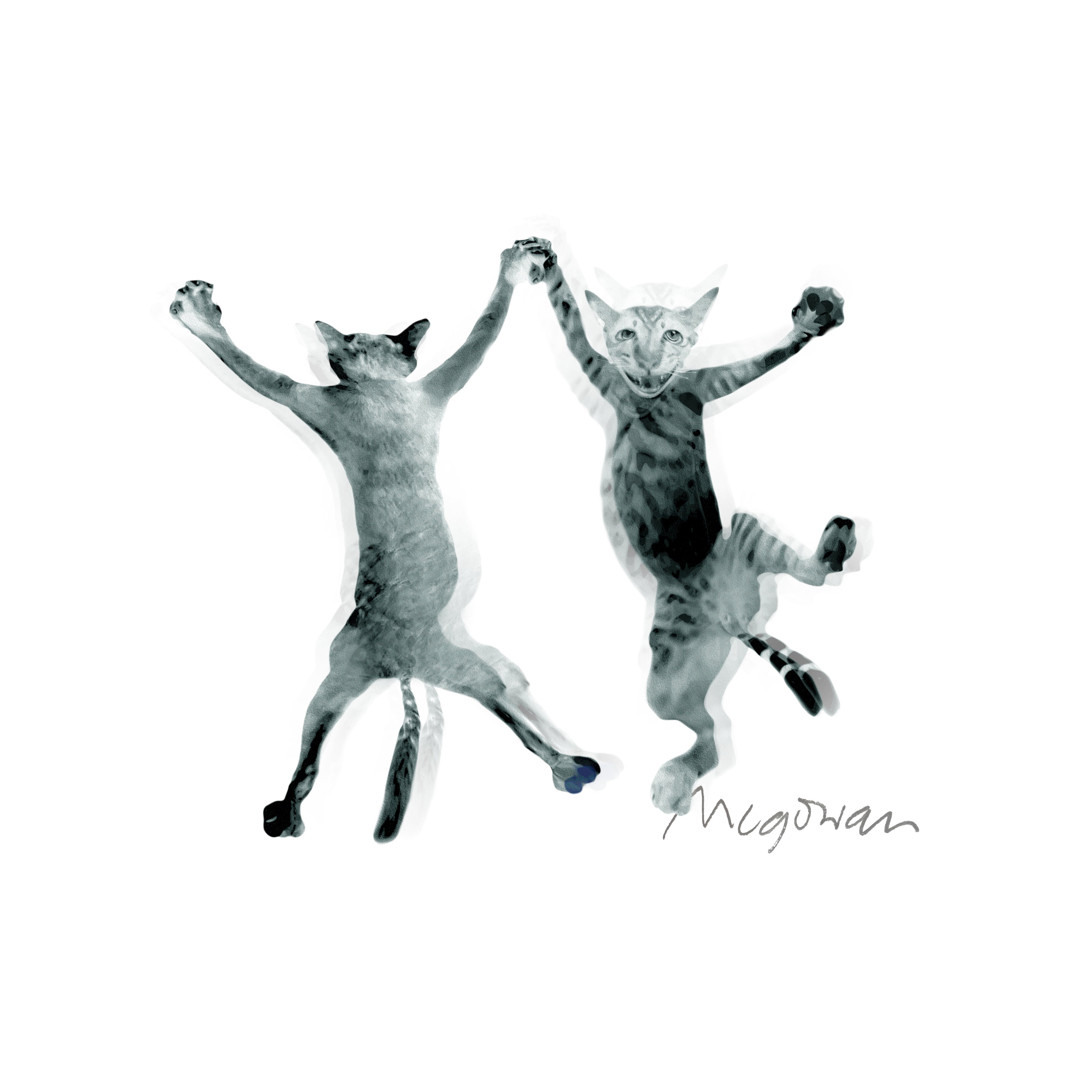 Cats dancing