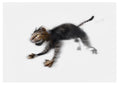 Running cat