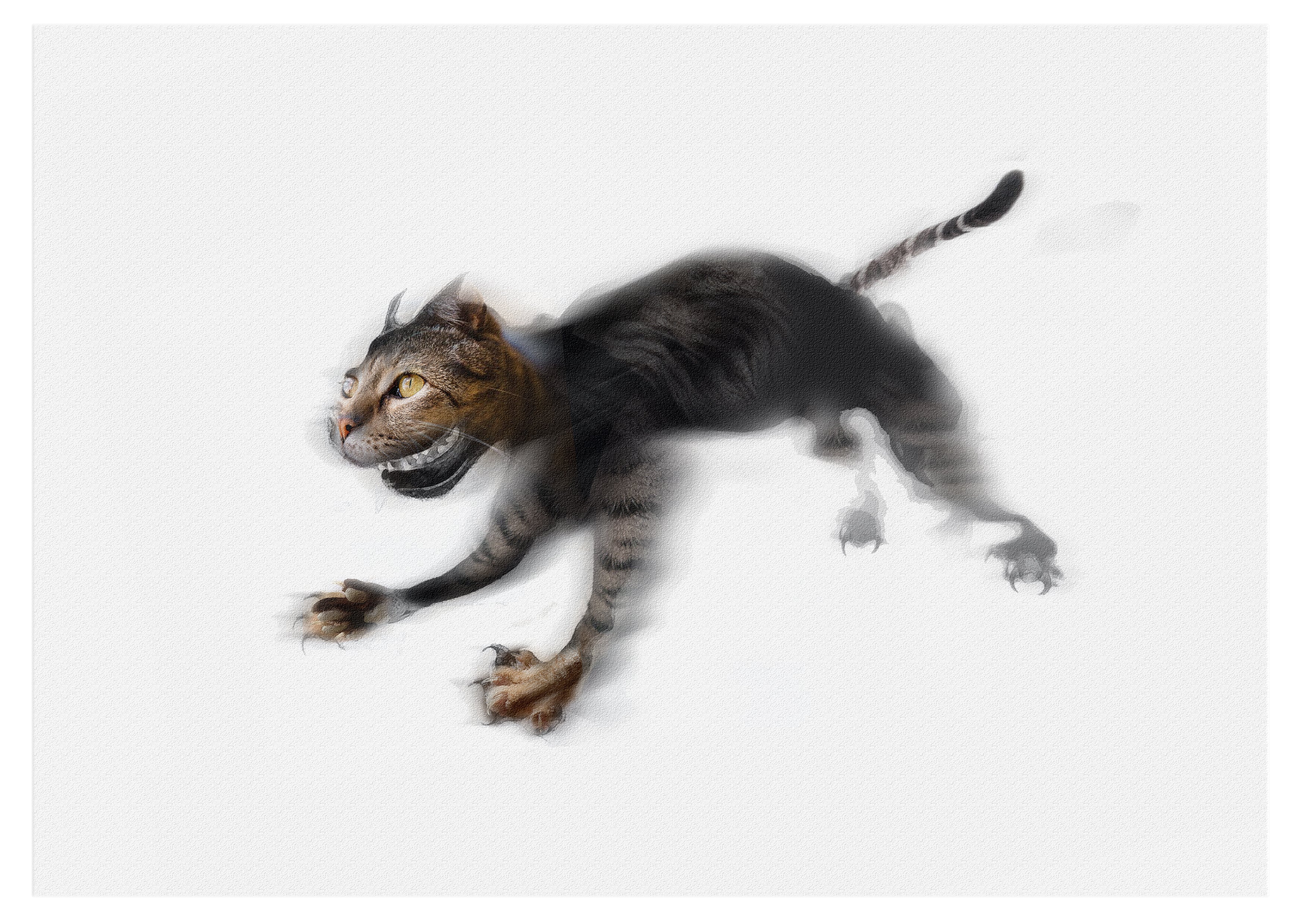 Running cat