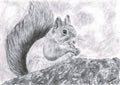 Red Squirrel Print