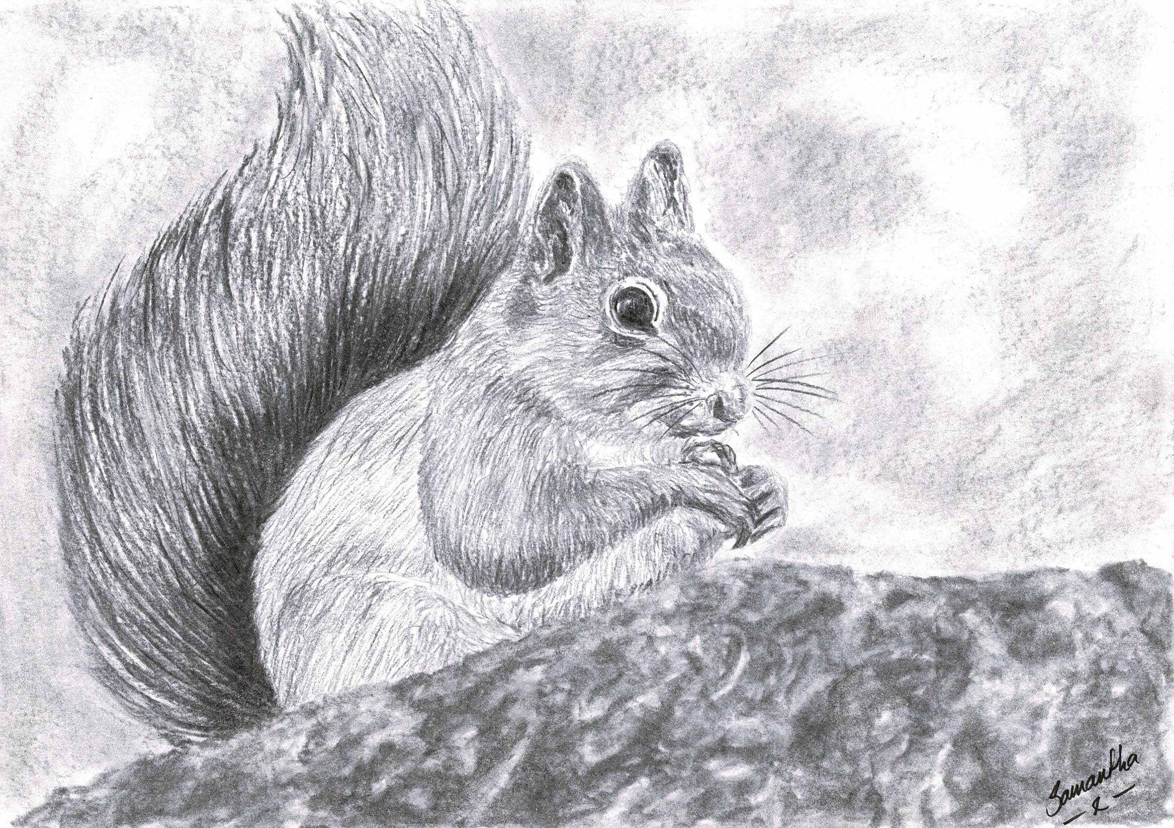 Red Squirrel Print