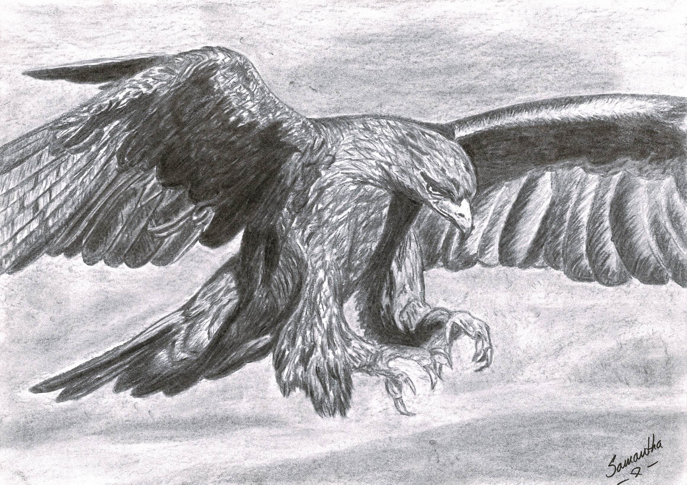 Golden Eagle in flight