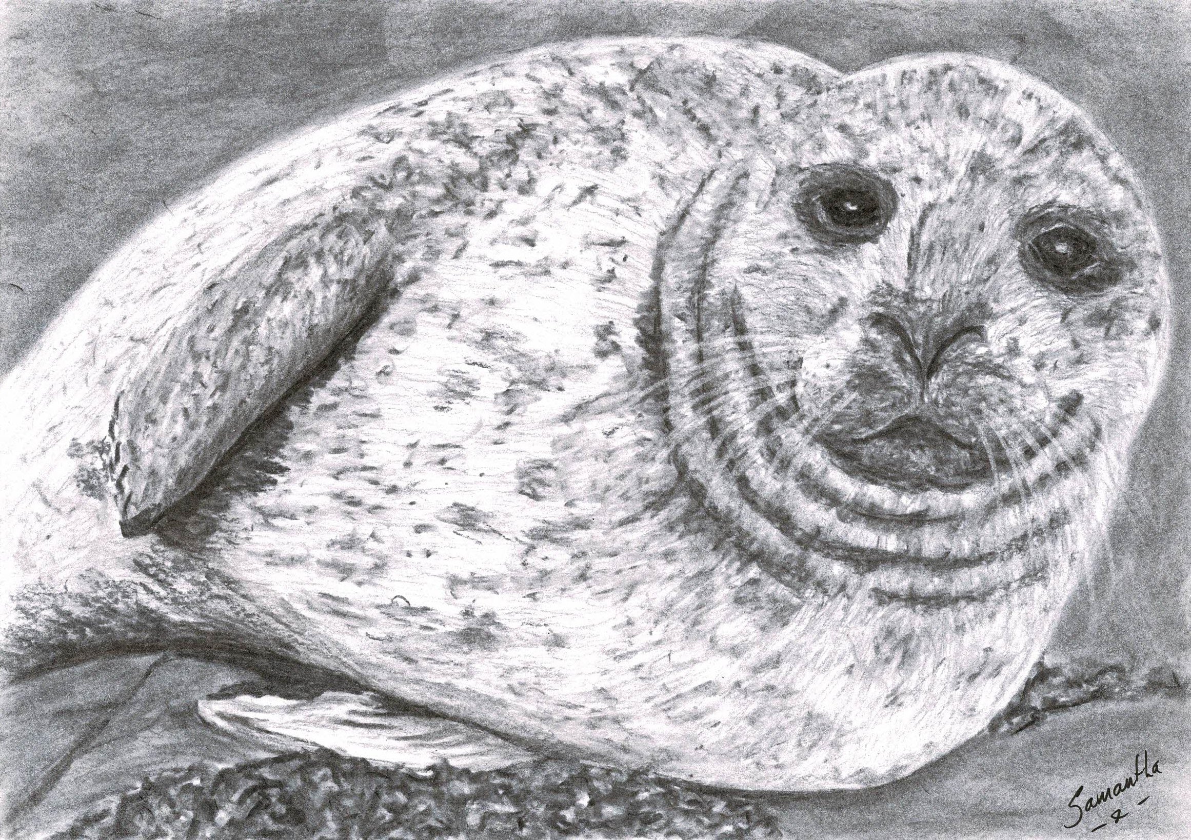 Ocean Seal Pup