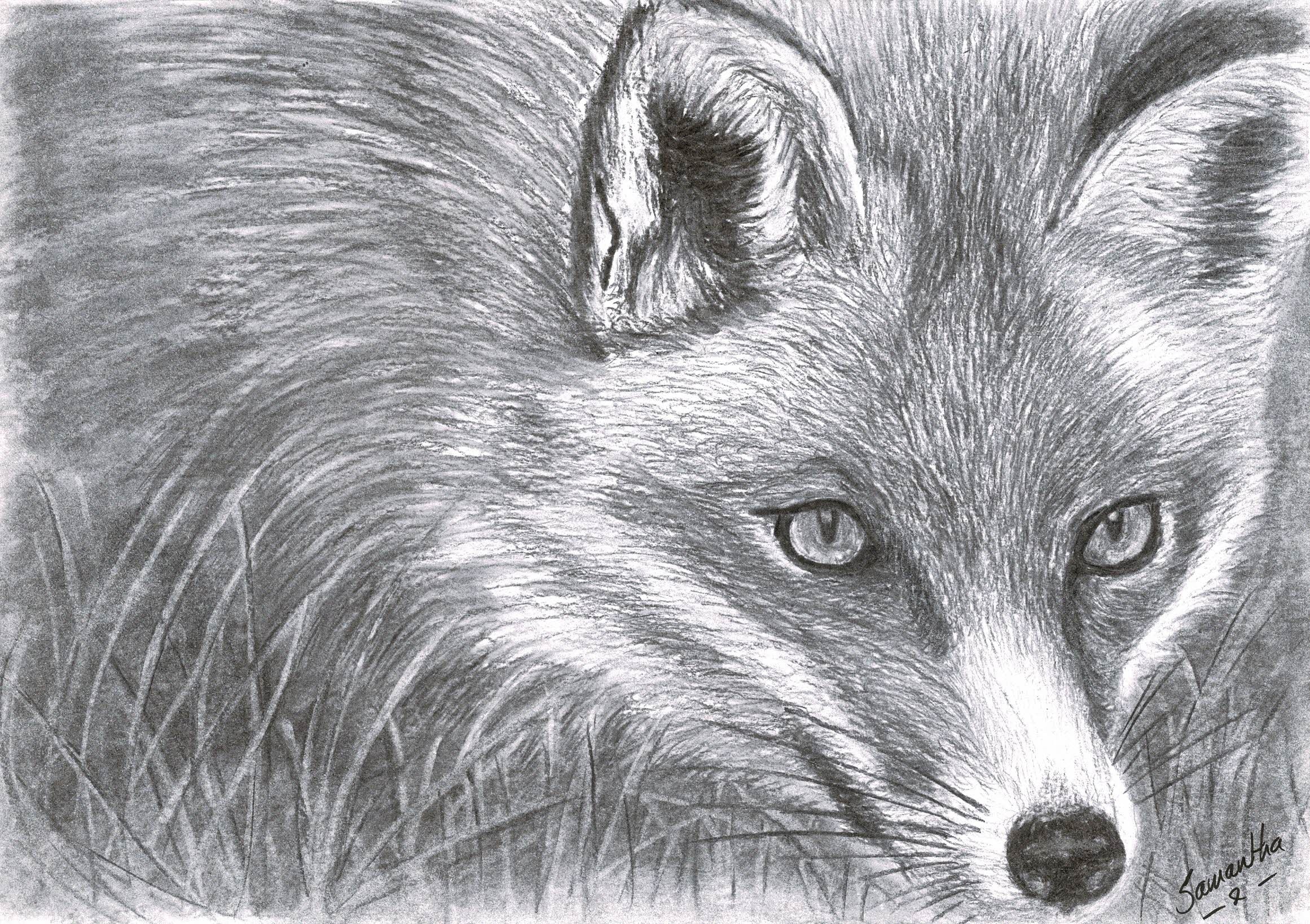 Red Fox