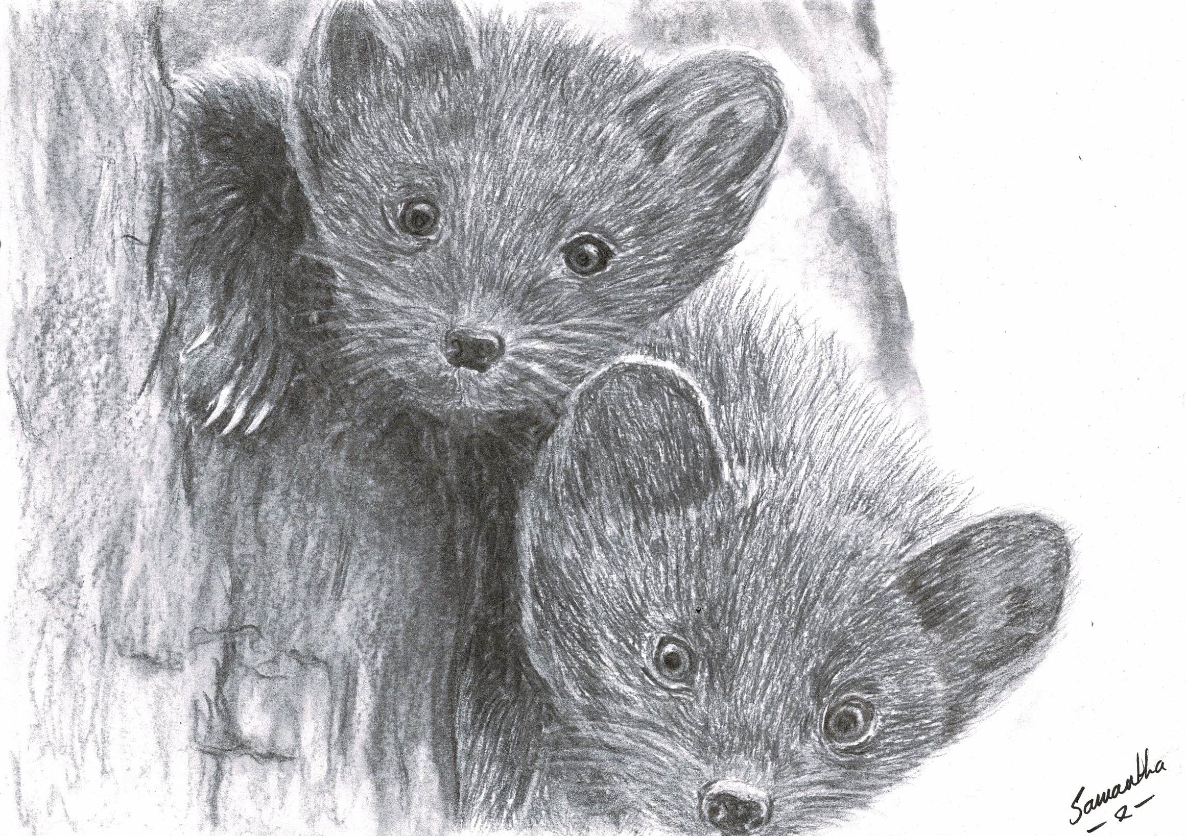 Pine Martens