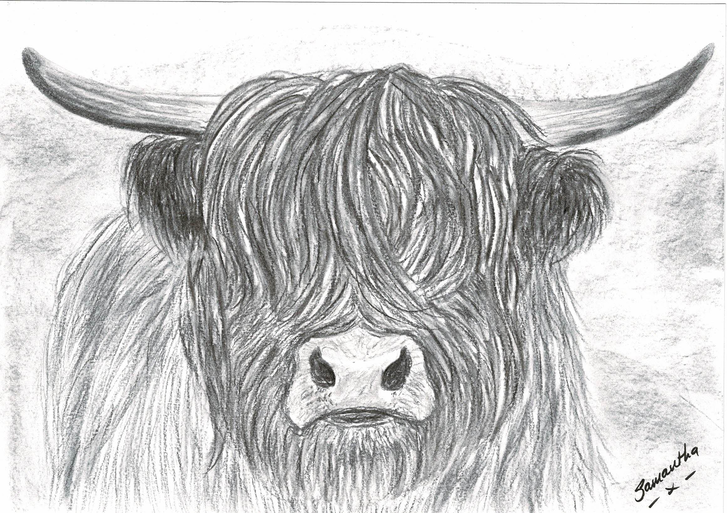 Highland Cow