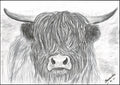 Highland cow print