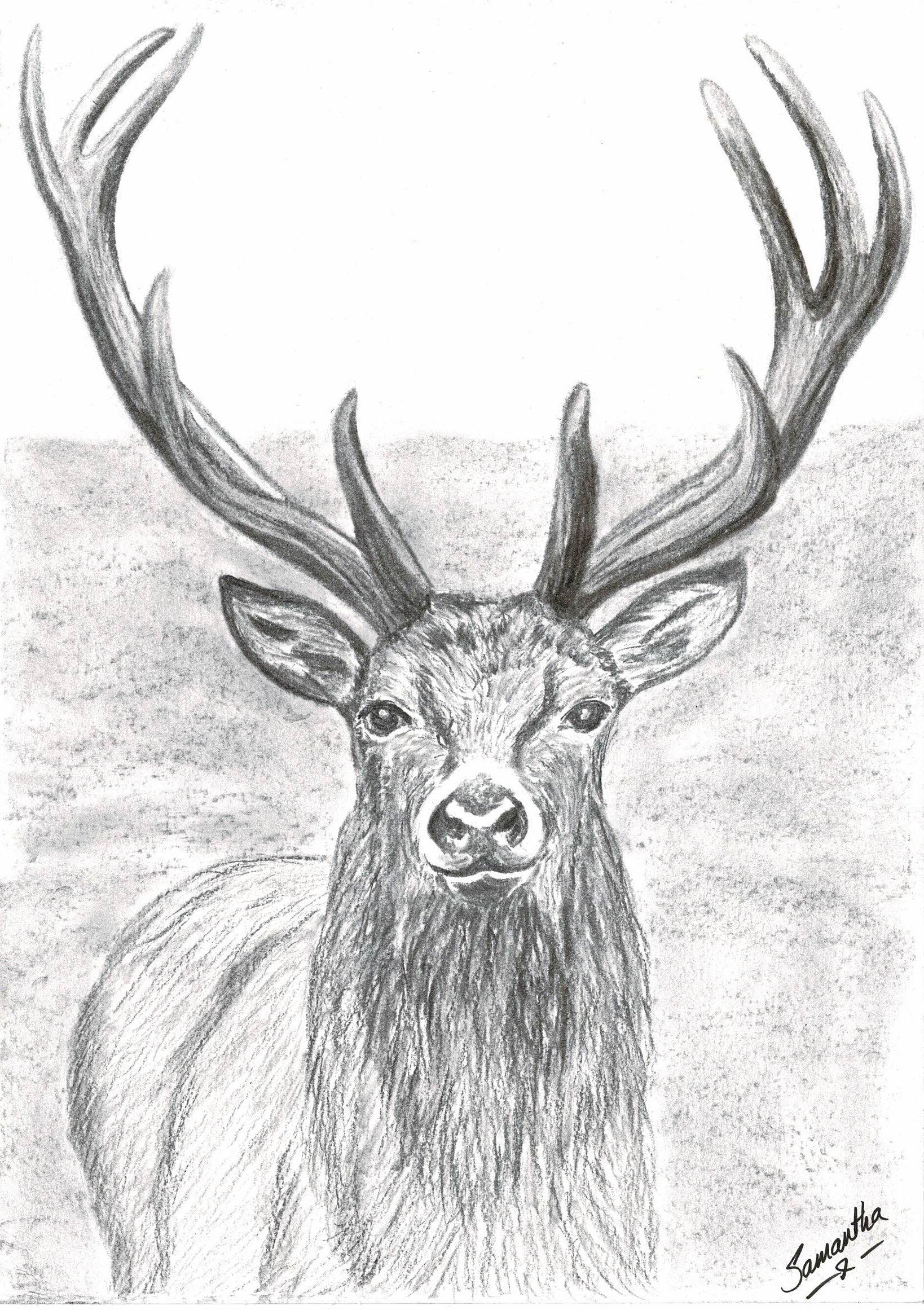 Red Deer Stag