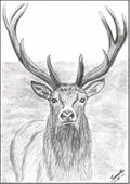 Red deer stag print