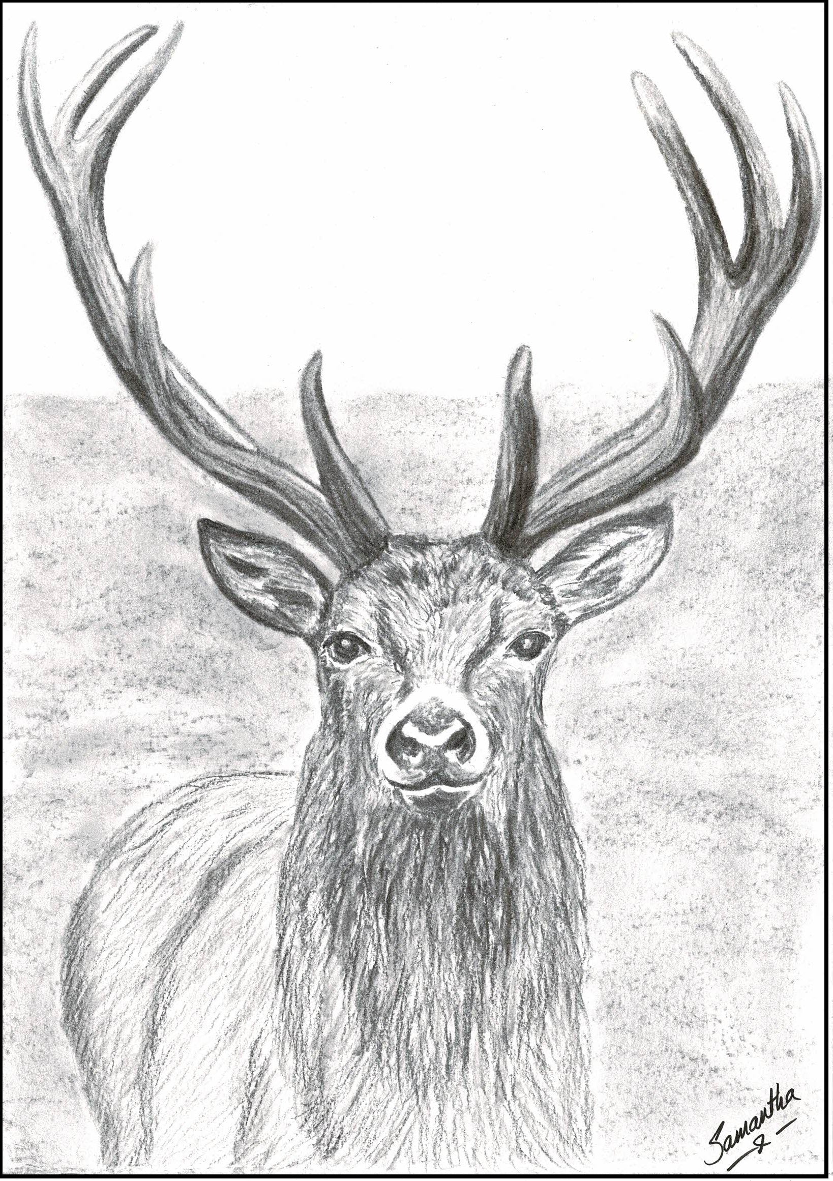 Red deer stag print