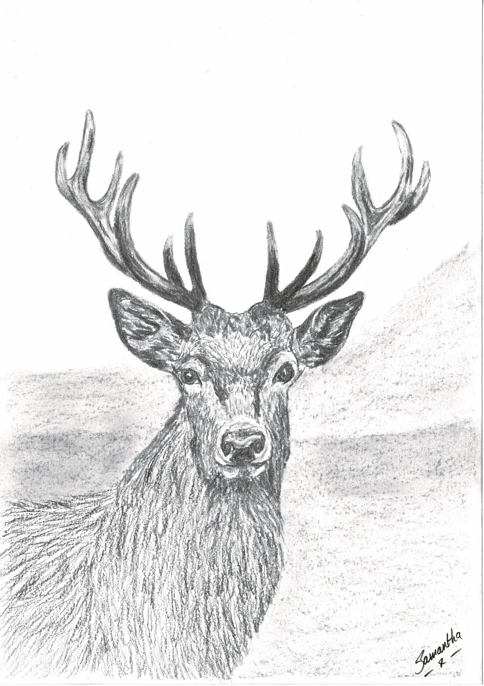 Red Deer Stag