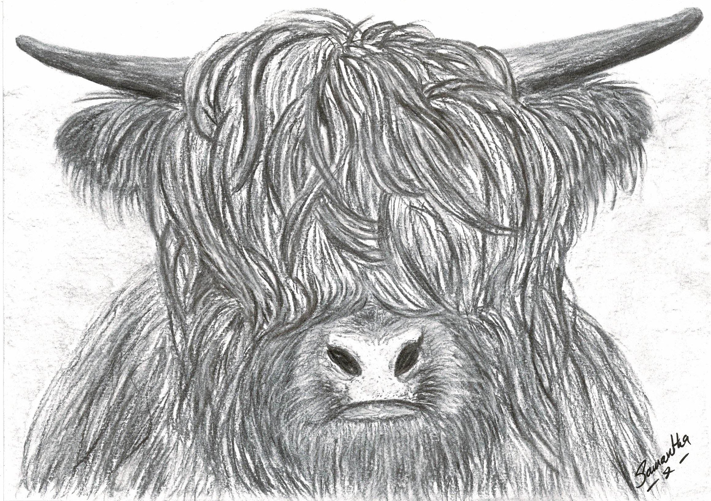 Highland Cow
