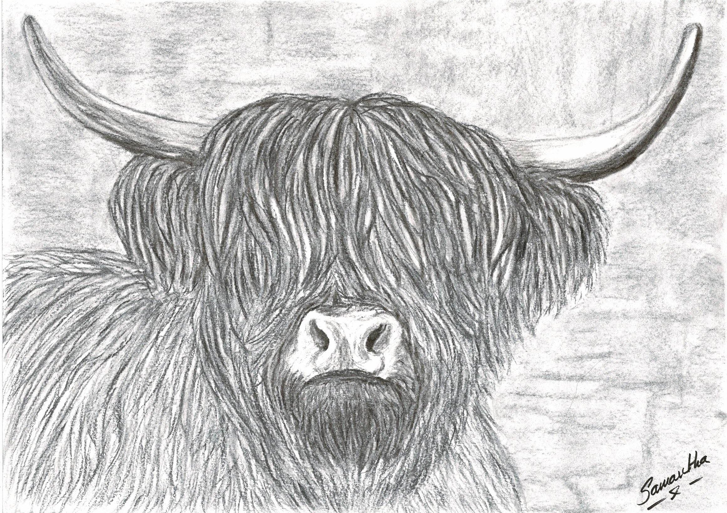 Highland Cow