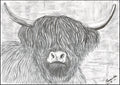 Highland cow print