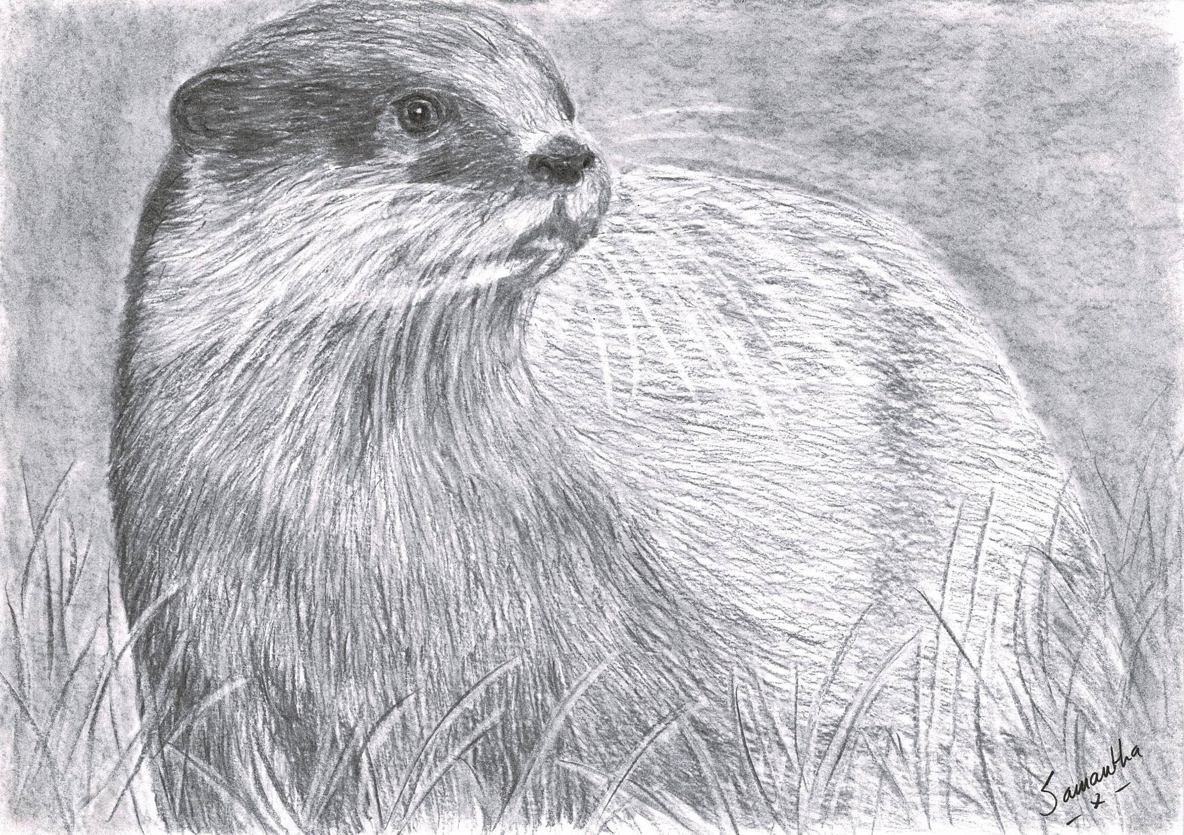 Otter