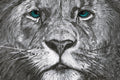 Lion King print