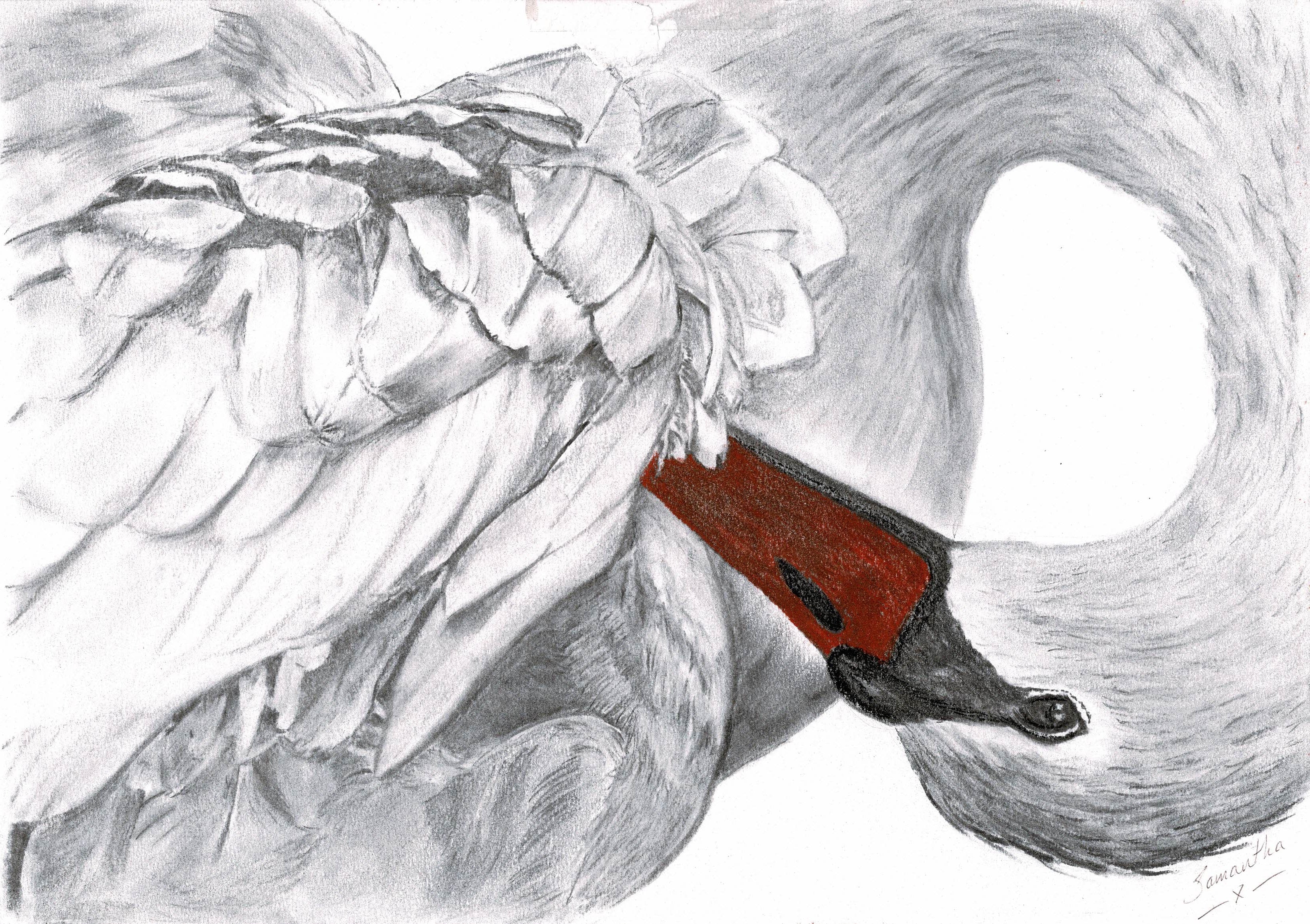 White Swan Preening