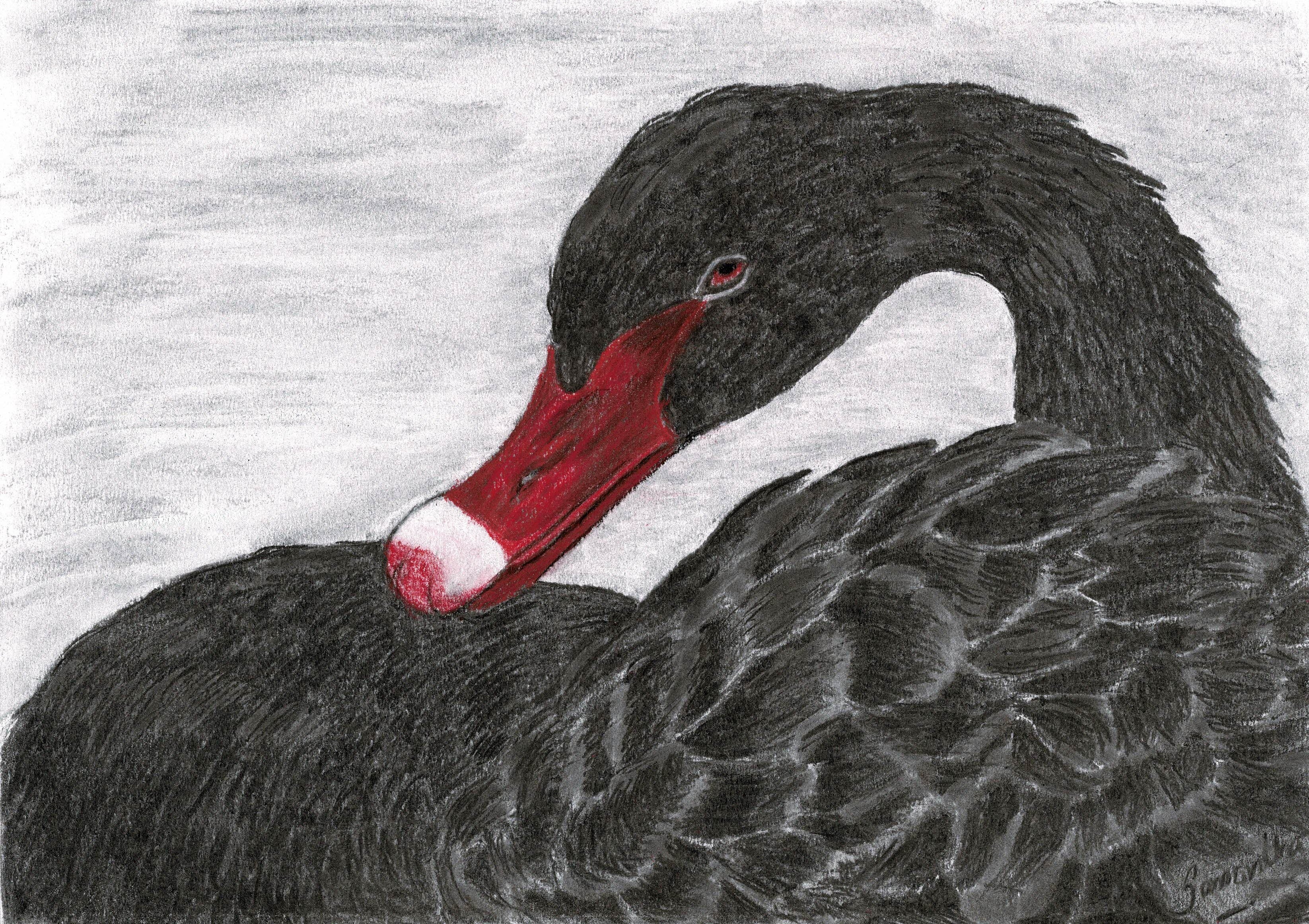 Black Swan