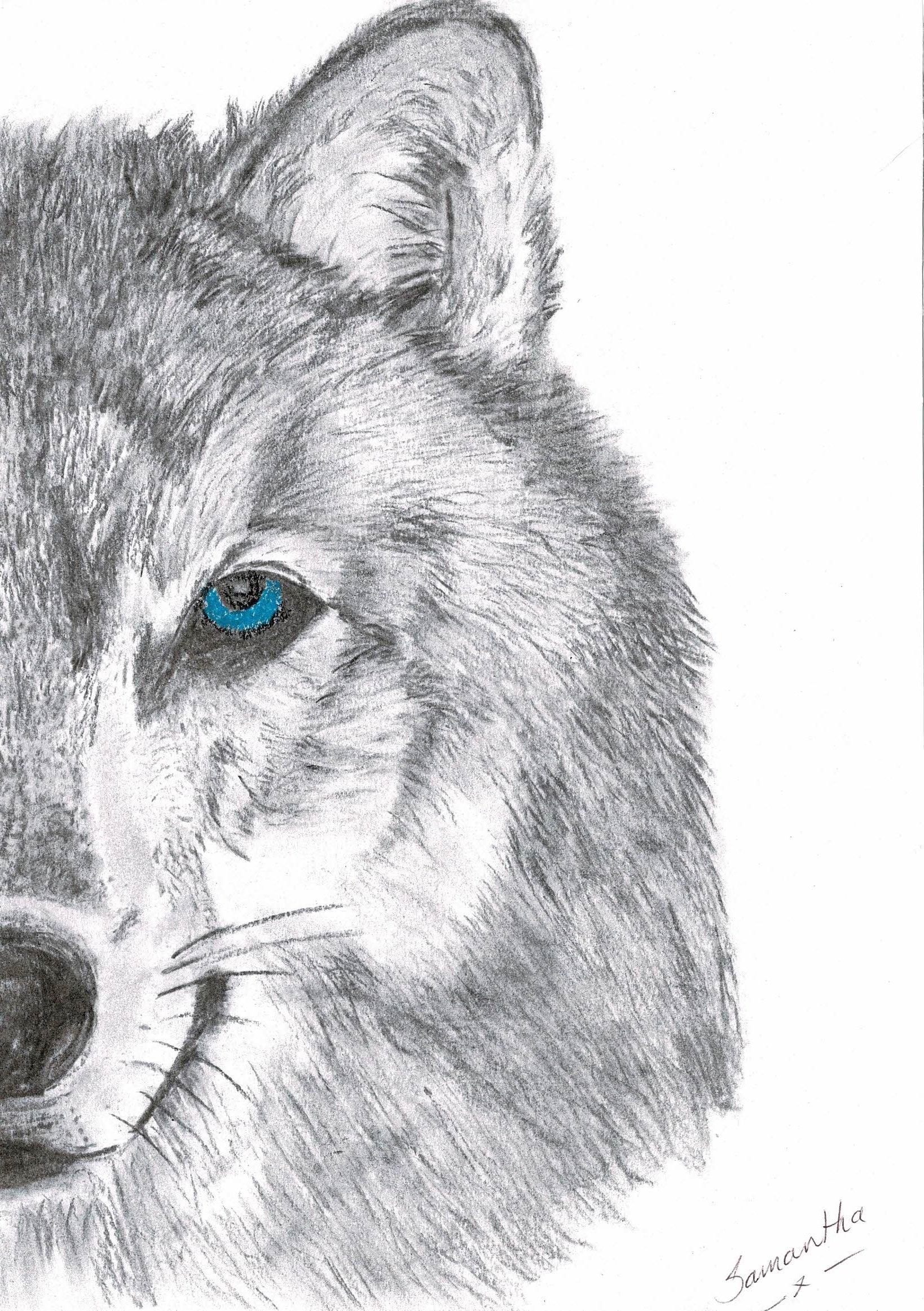 Wolf