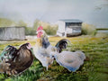 Chickens