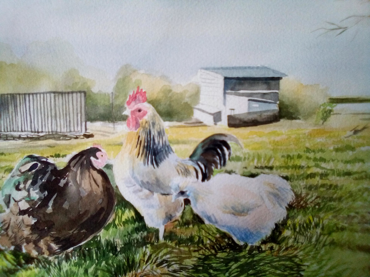 Chickens