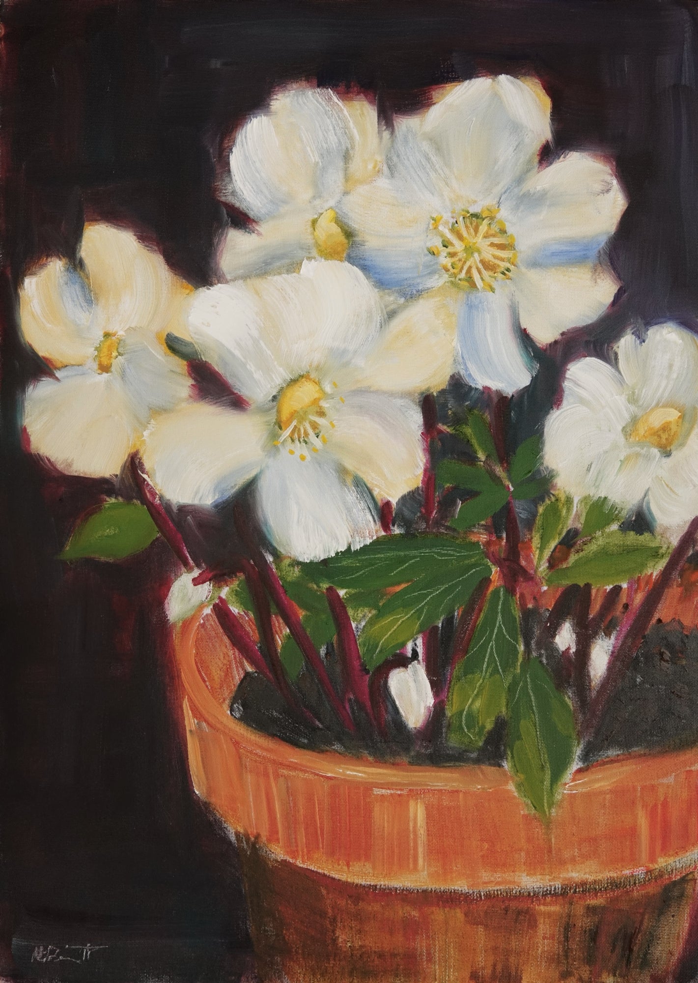 Christmas Rose