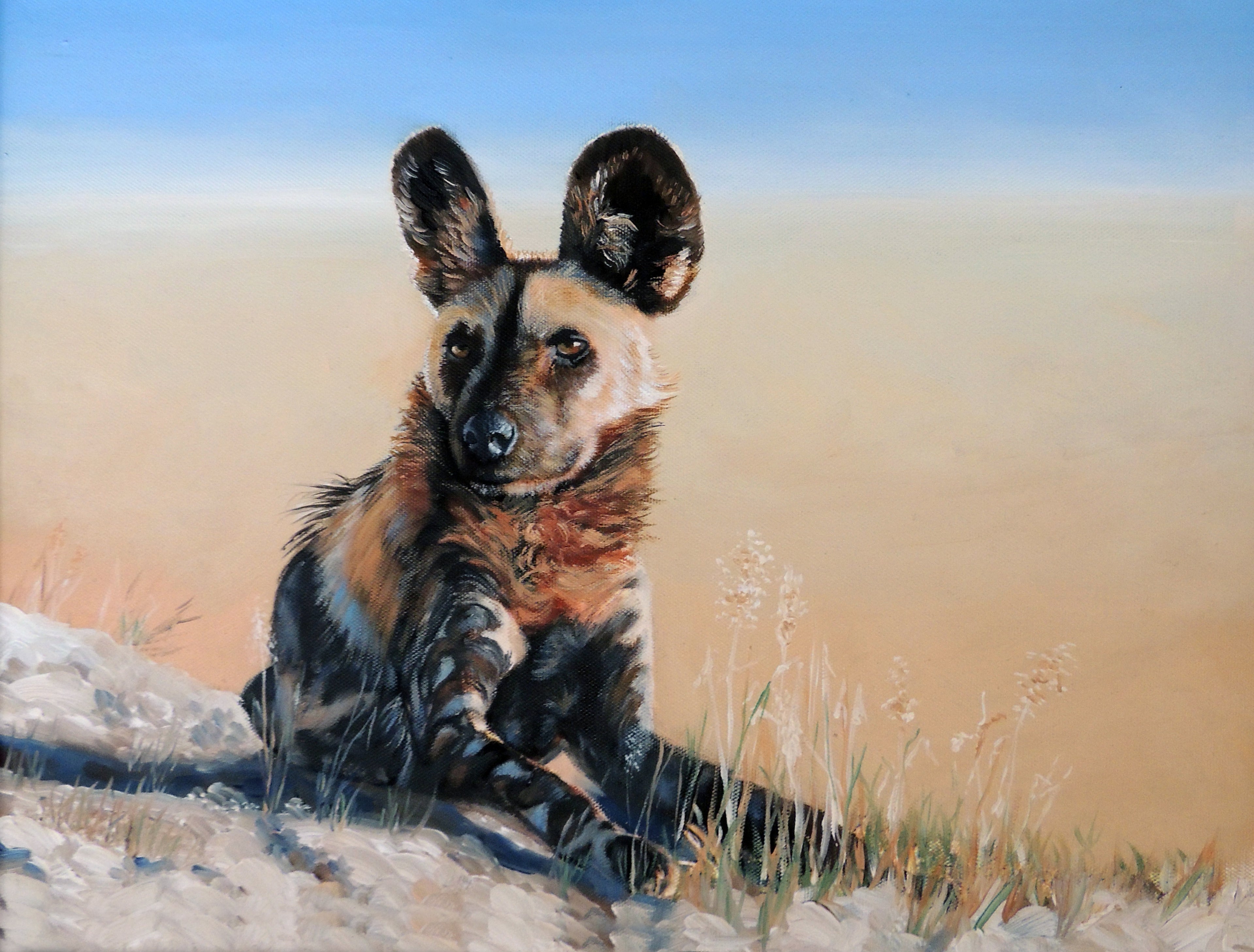Painted Jackal
