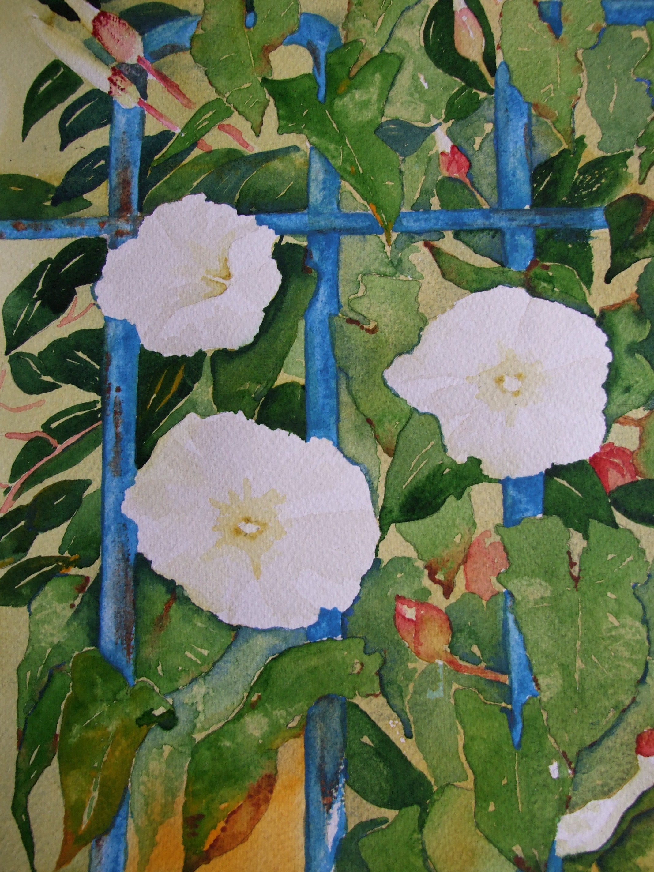 Convulvulus on blue railings