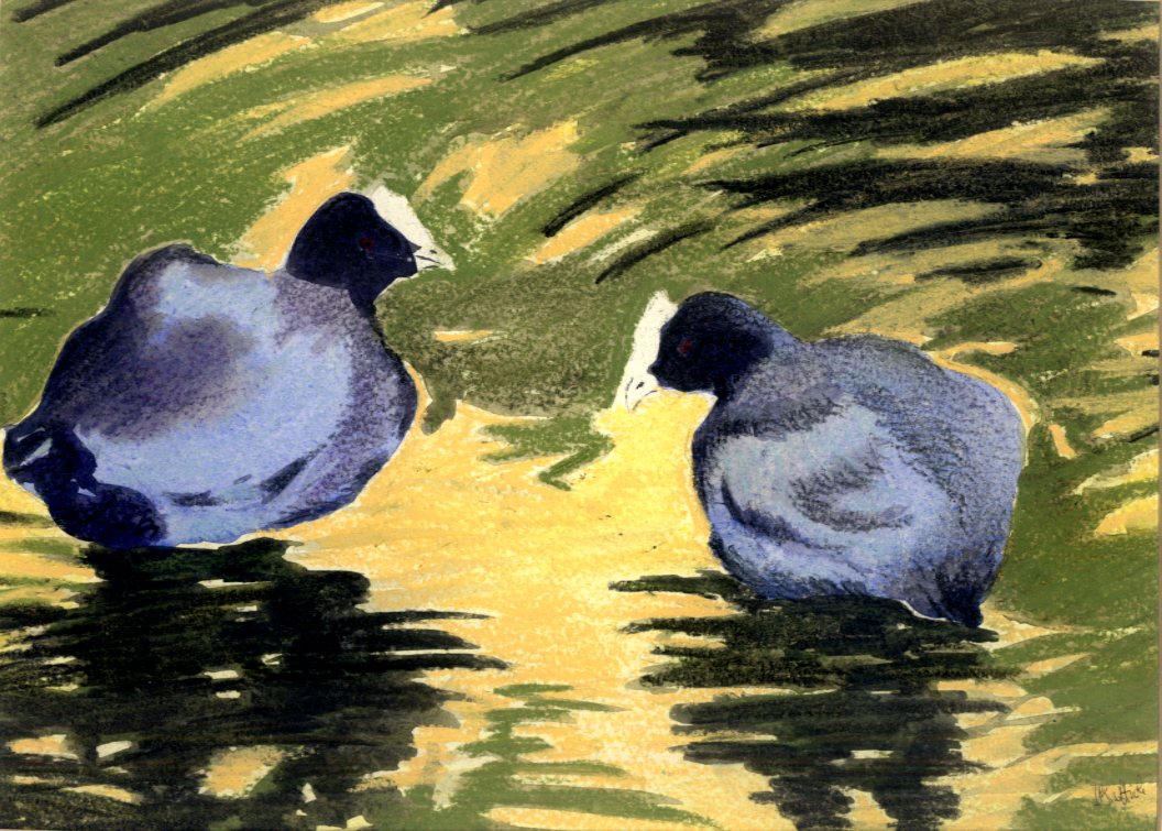 Coots in Sunlit Water