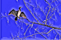 Cormorant in Tree