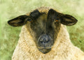 Suffolk Sheep portrait
