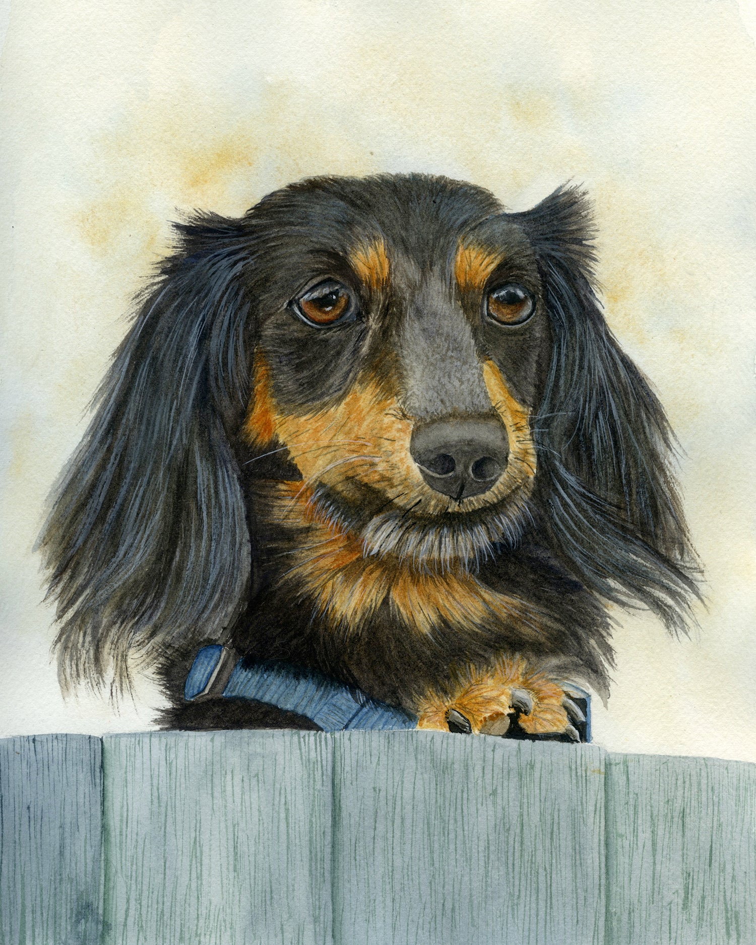 Dachshund Dog Portrait - Just lookin'