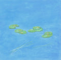 Water Lilies