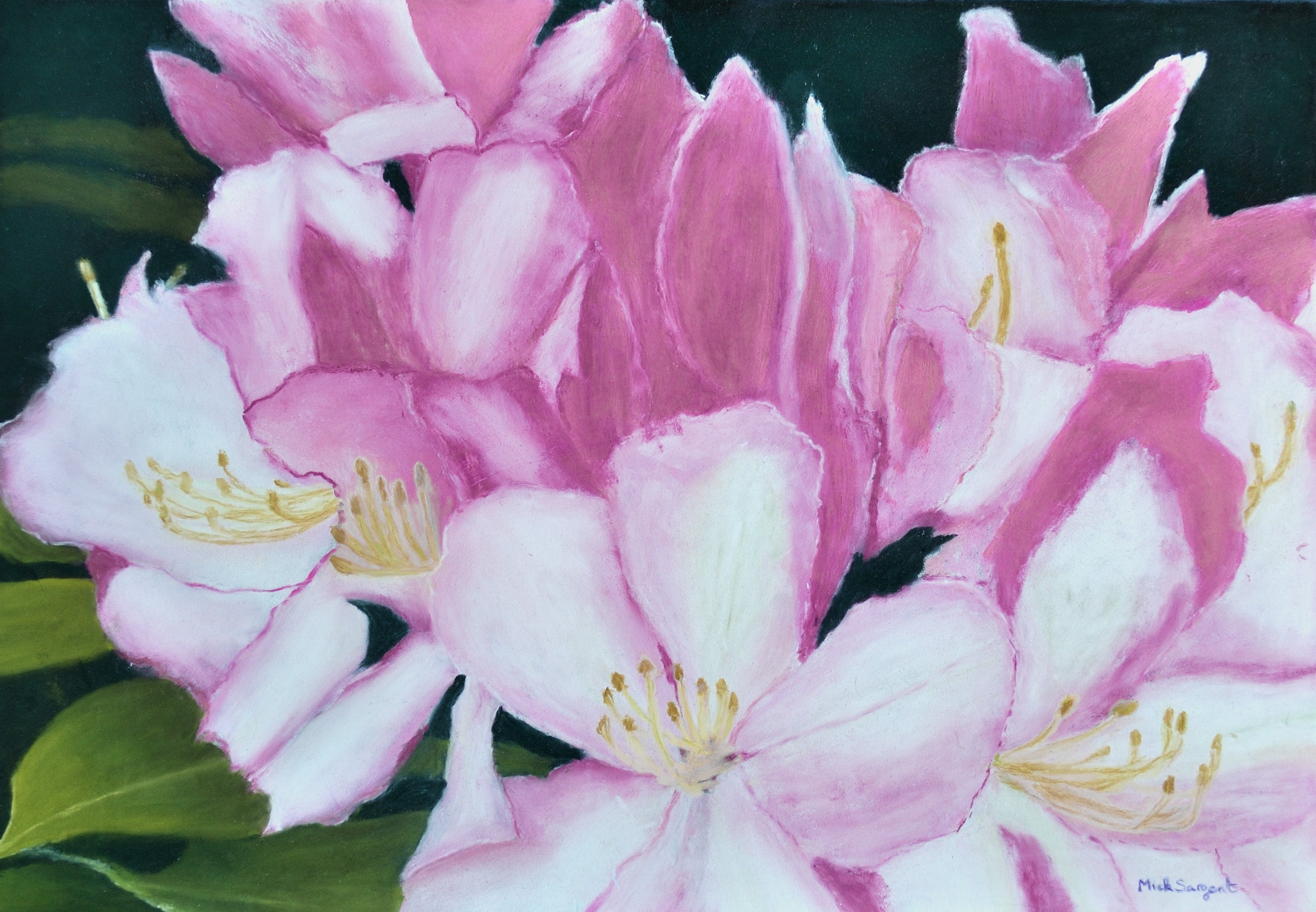 Rhododendron