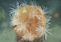Cynara Ranunculus Seed Head