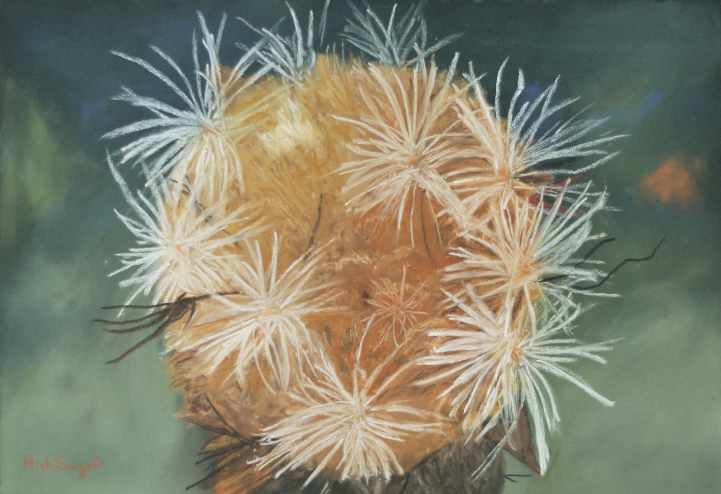 Cynara Ranunculus Seed Head