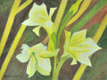 Mini Gladiolus