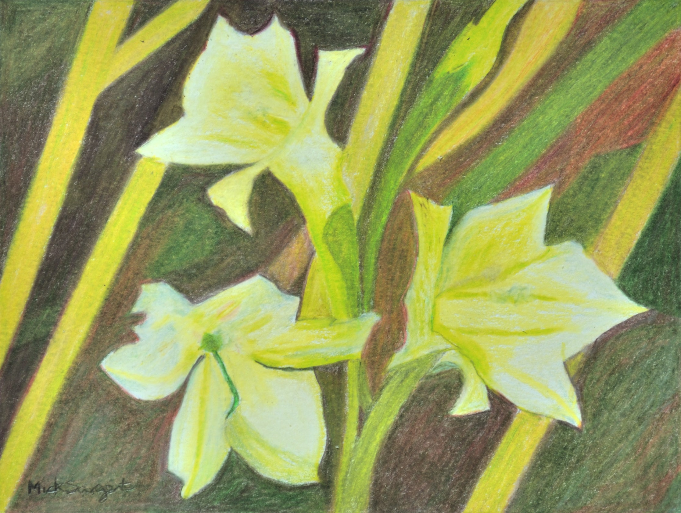 Mini Gladiolus