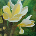 Plumeria Rubra