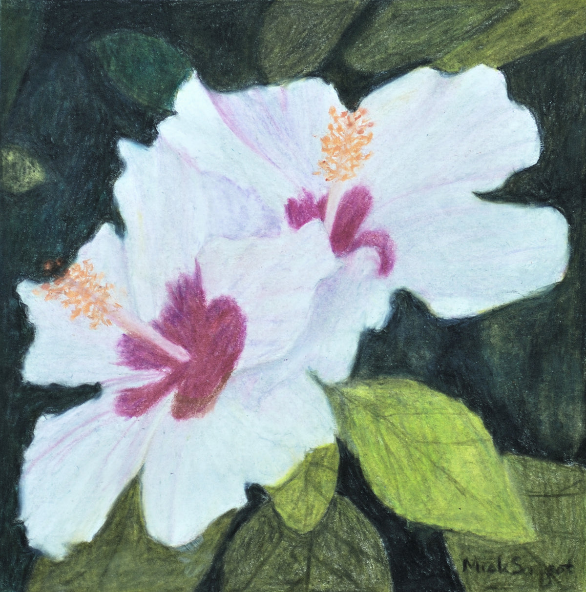 Pink Hibiscus