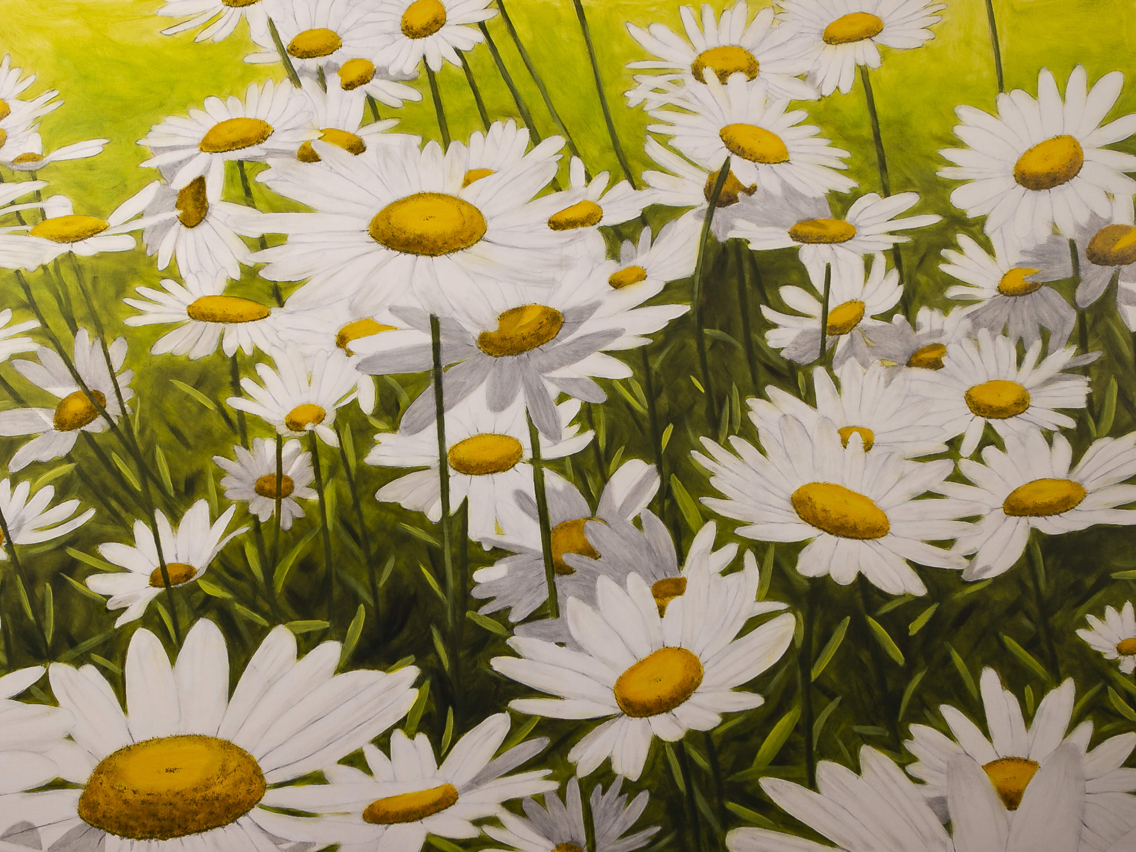 Daisies