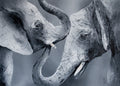Gentle elephants