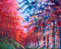 Blushing Boughs