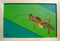 Cricket crawling