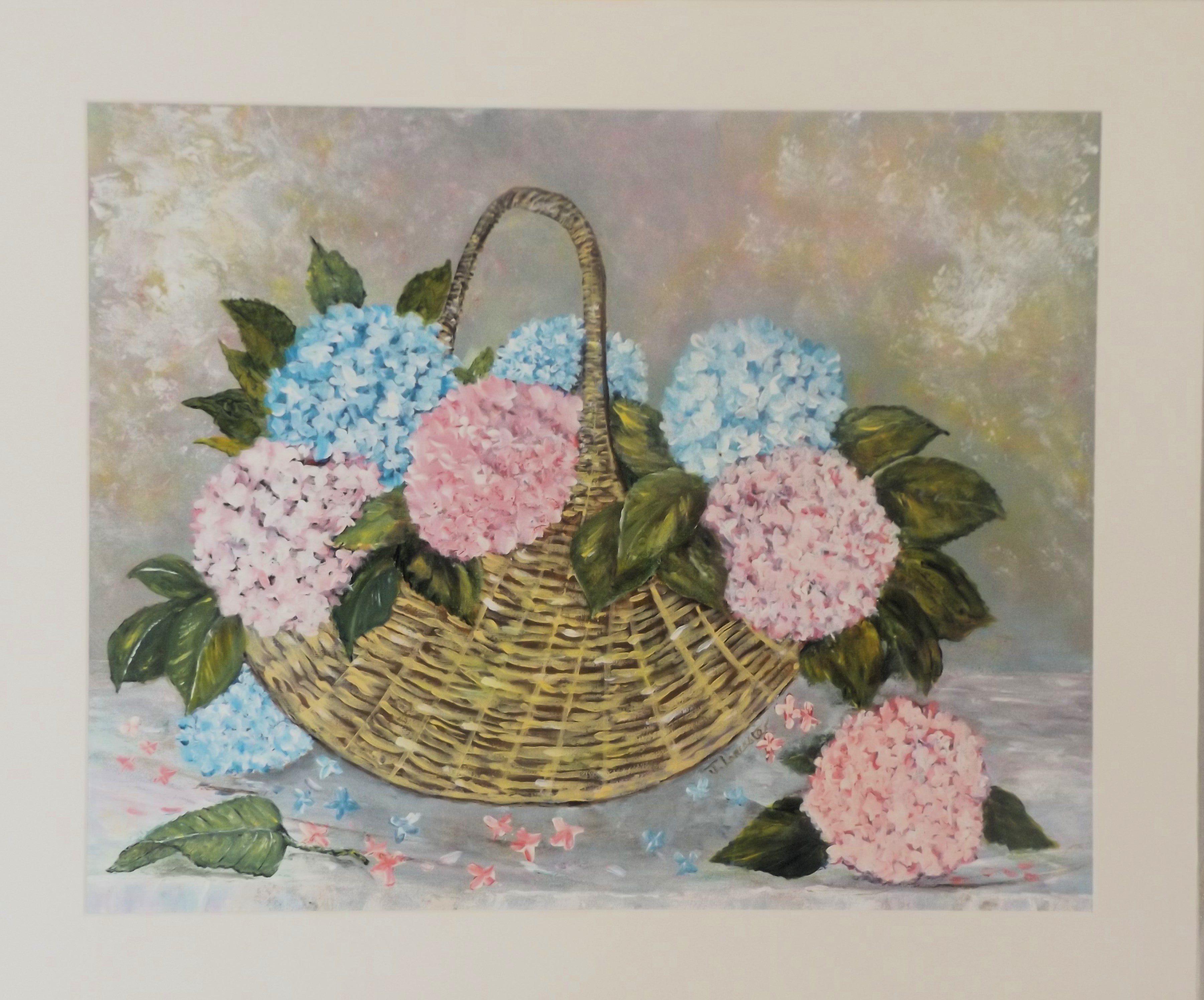 Hydrangeas in  Bloom