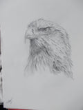 eagle look