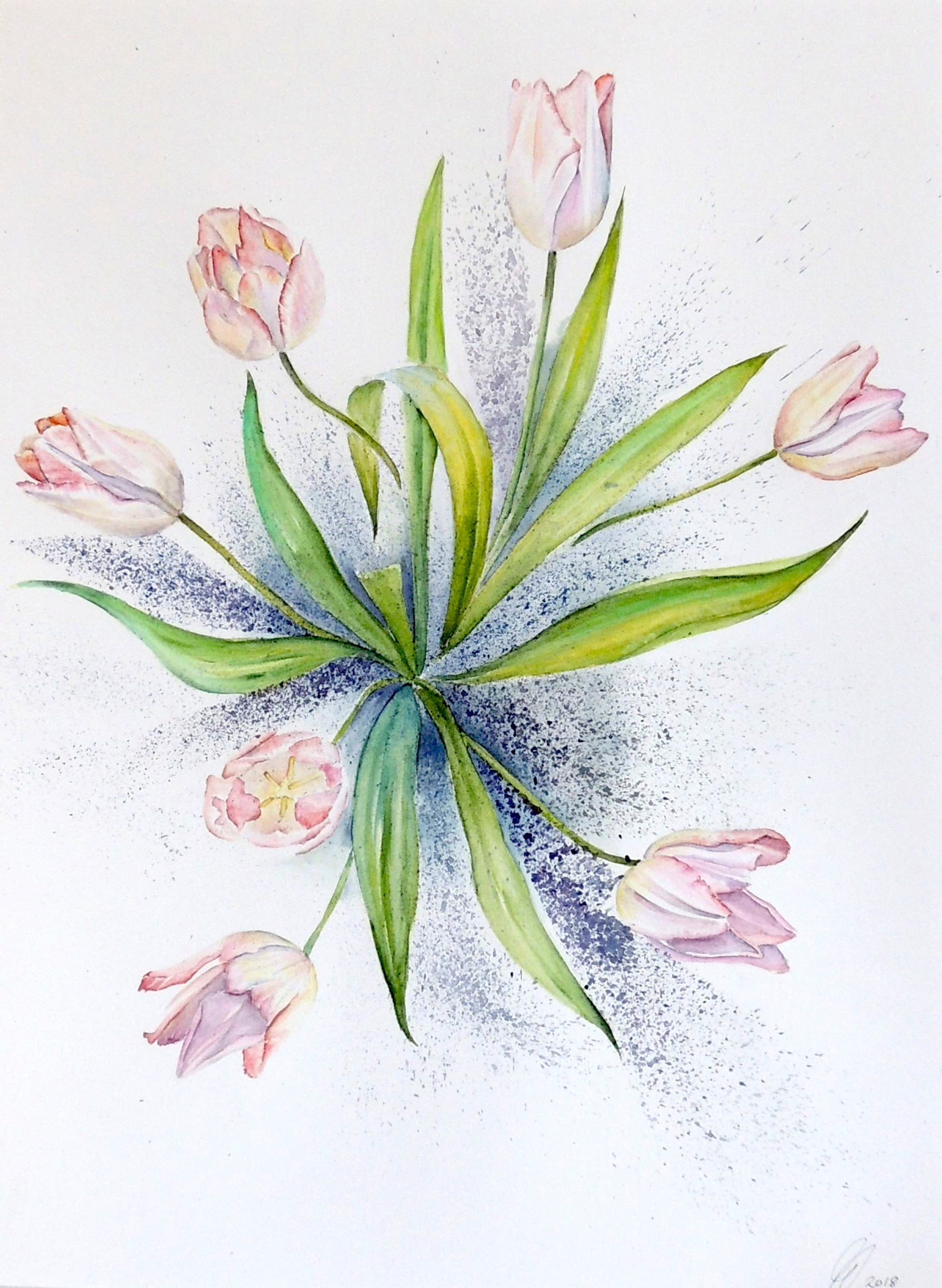 Pretty in Pink (Tulips)