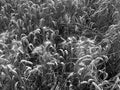 Ears of Wheat 2
