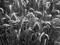 Ears of Wheat 3